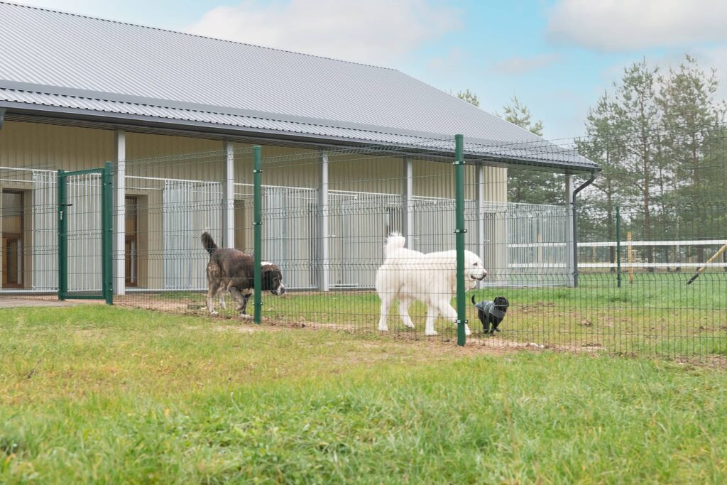 dog in stable gyvunu viesbutis